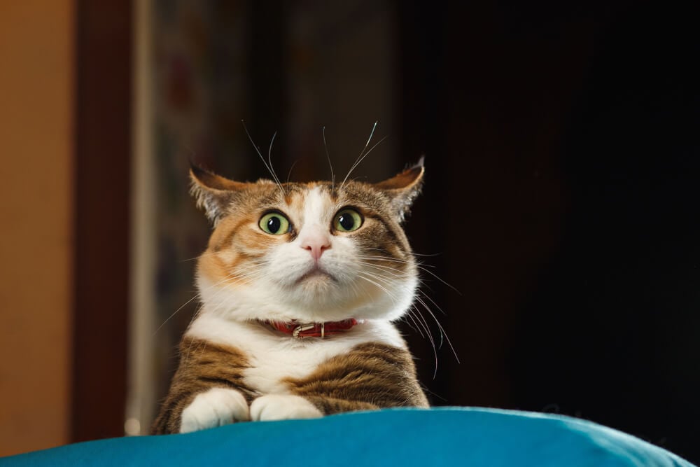 How To Clean Cat Spray In 6 Steps FELIWAY